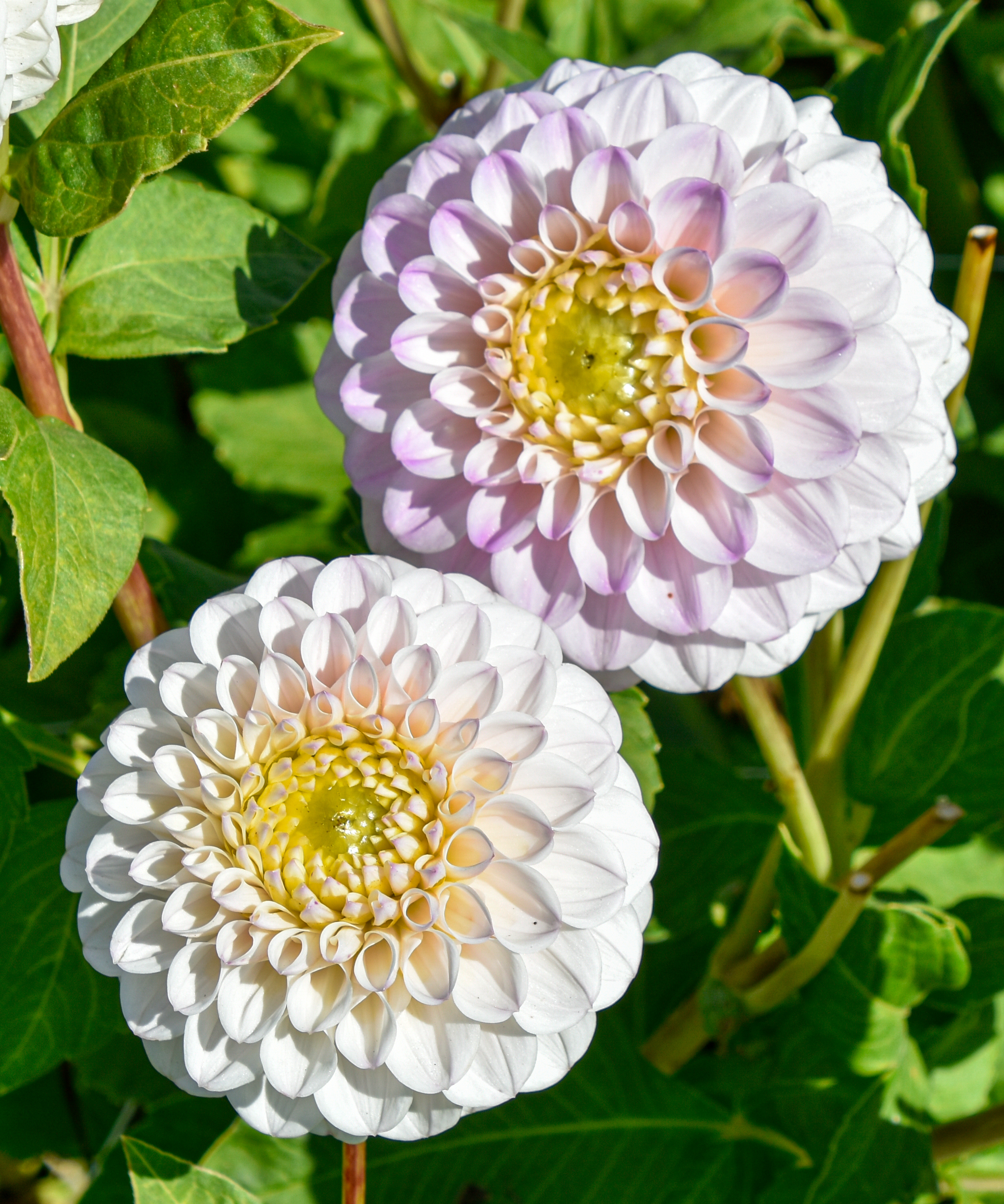 Balldahlie "Pink Pearl"