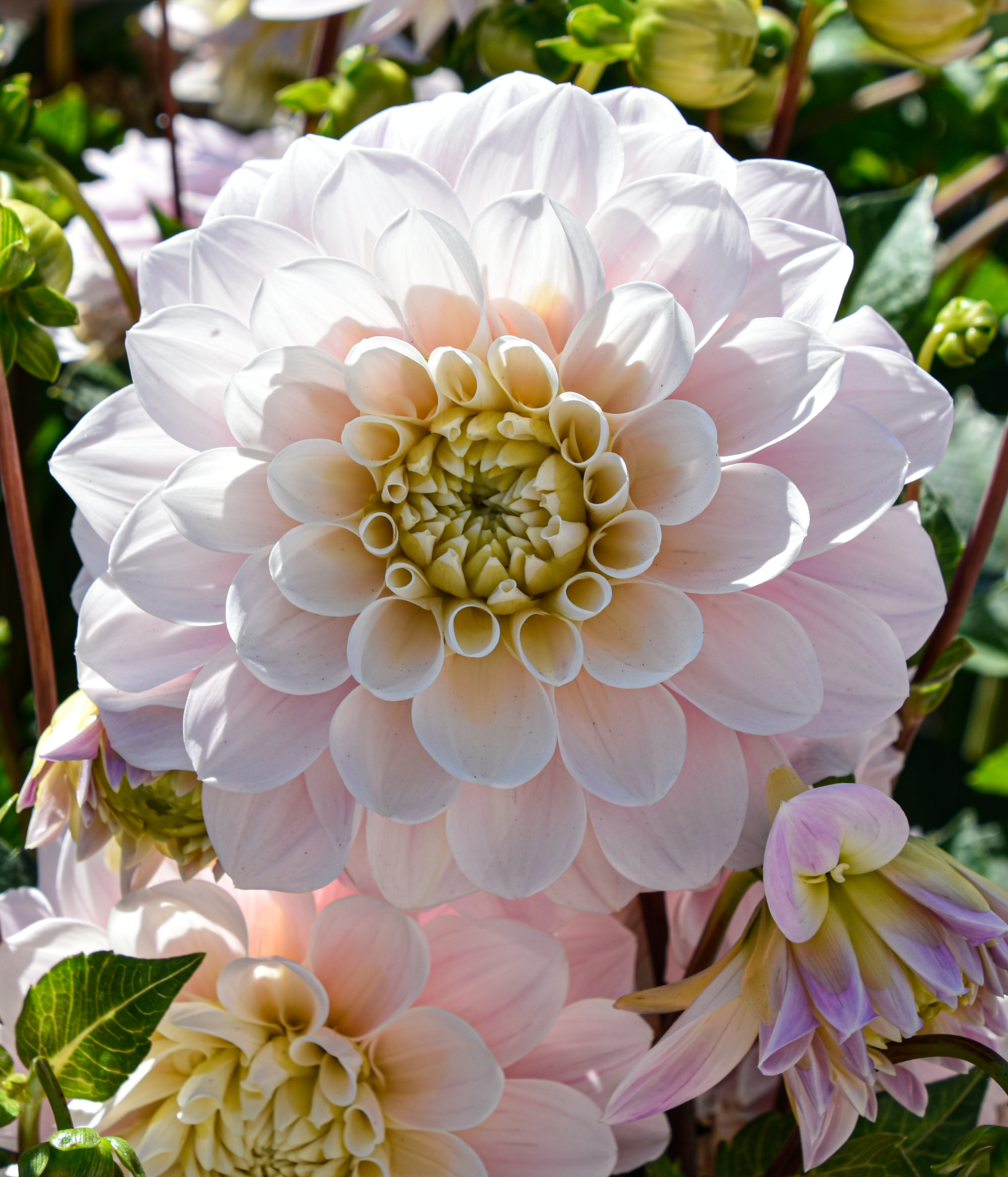 Dekorative Dahlie "Sweet Nathalie"