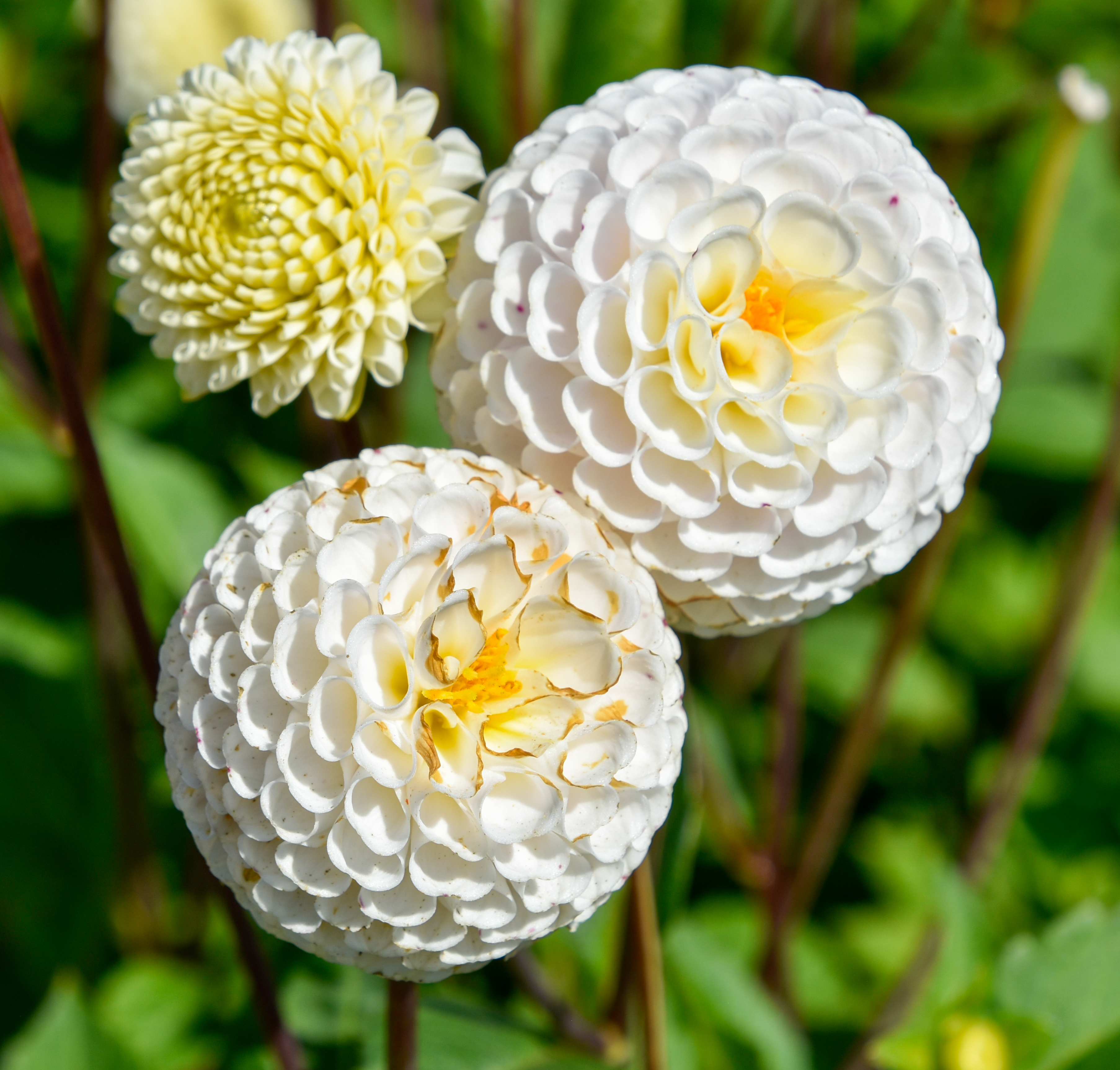 Pompondahlie "Small World"