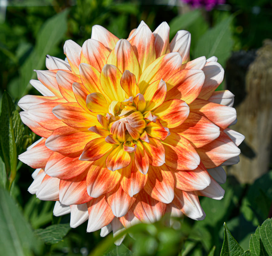 Dekorative Dahlie "Peaches and Cream"