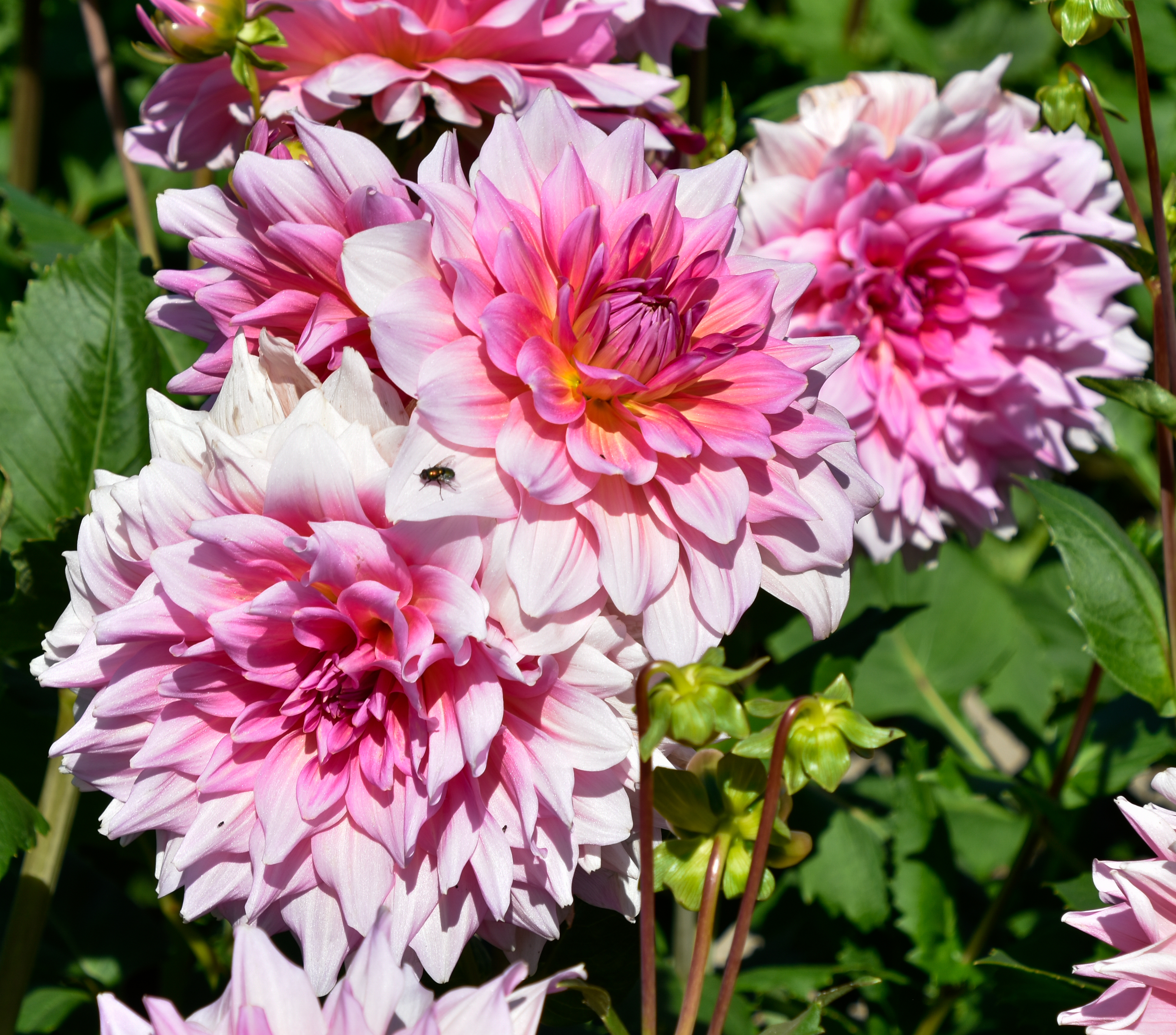 Dekorative, riesenblumige Dahlie "Otto´s Thrill"