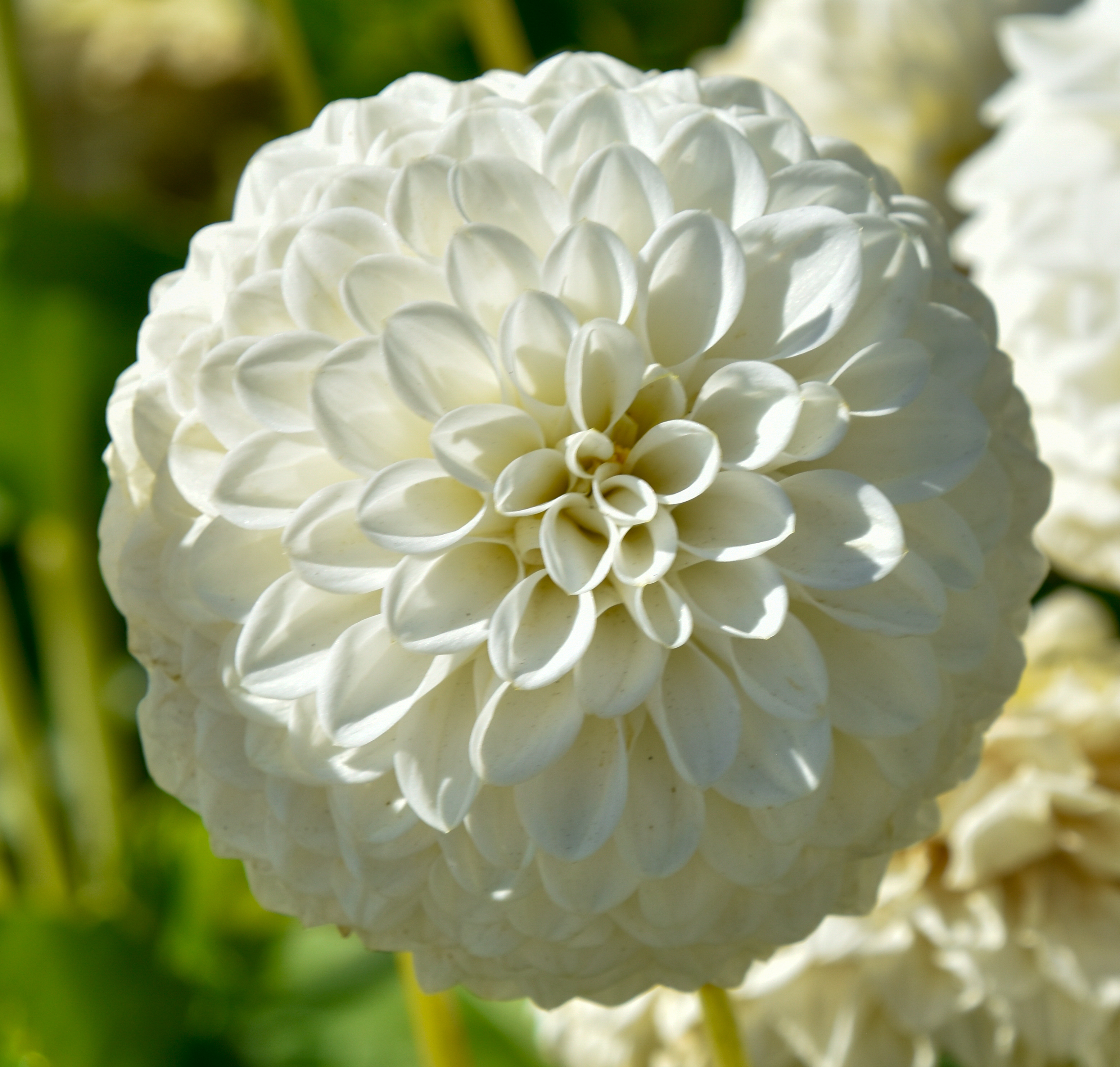 Balldahlie "Ryecroft Jan"