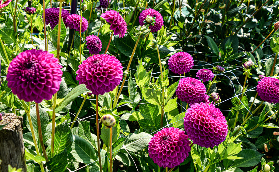 Leuchtende Ball-Dahlie "Cryfield Harmony"