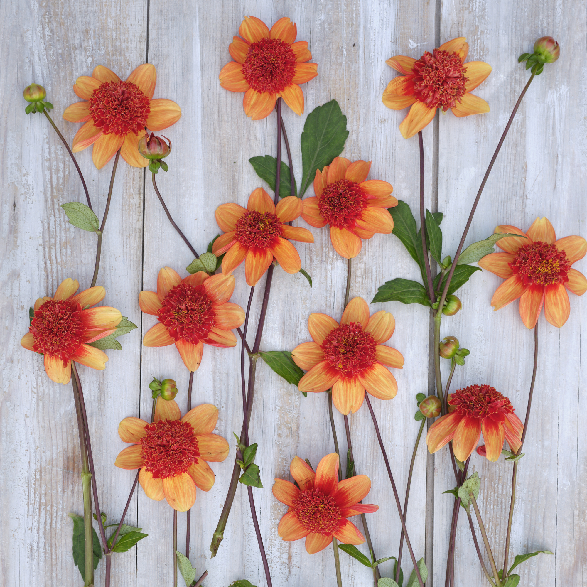Anemonen-Dahlie "Josie"