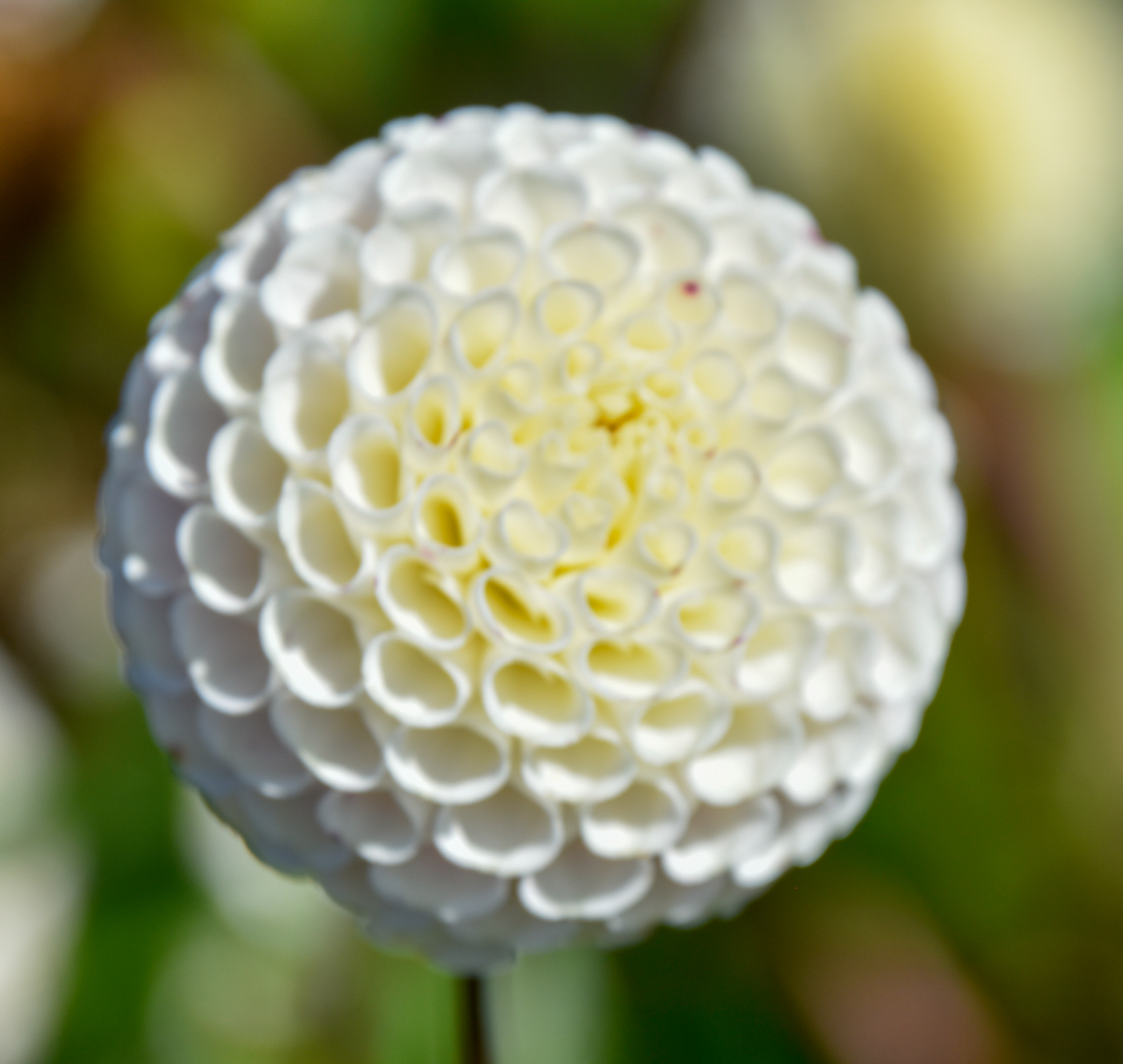 Pompondahlie "Small World"