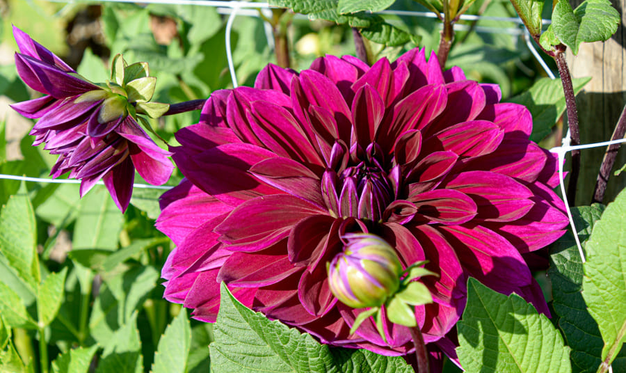 Dekorative Dahlie "Thomas A. Edison"