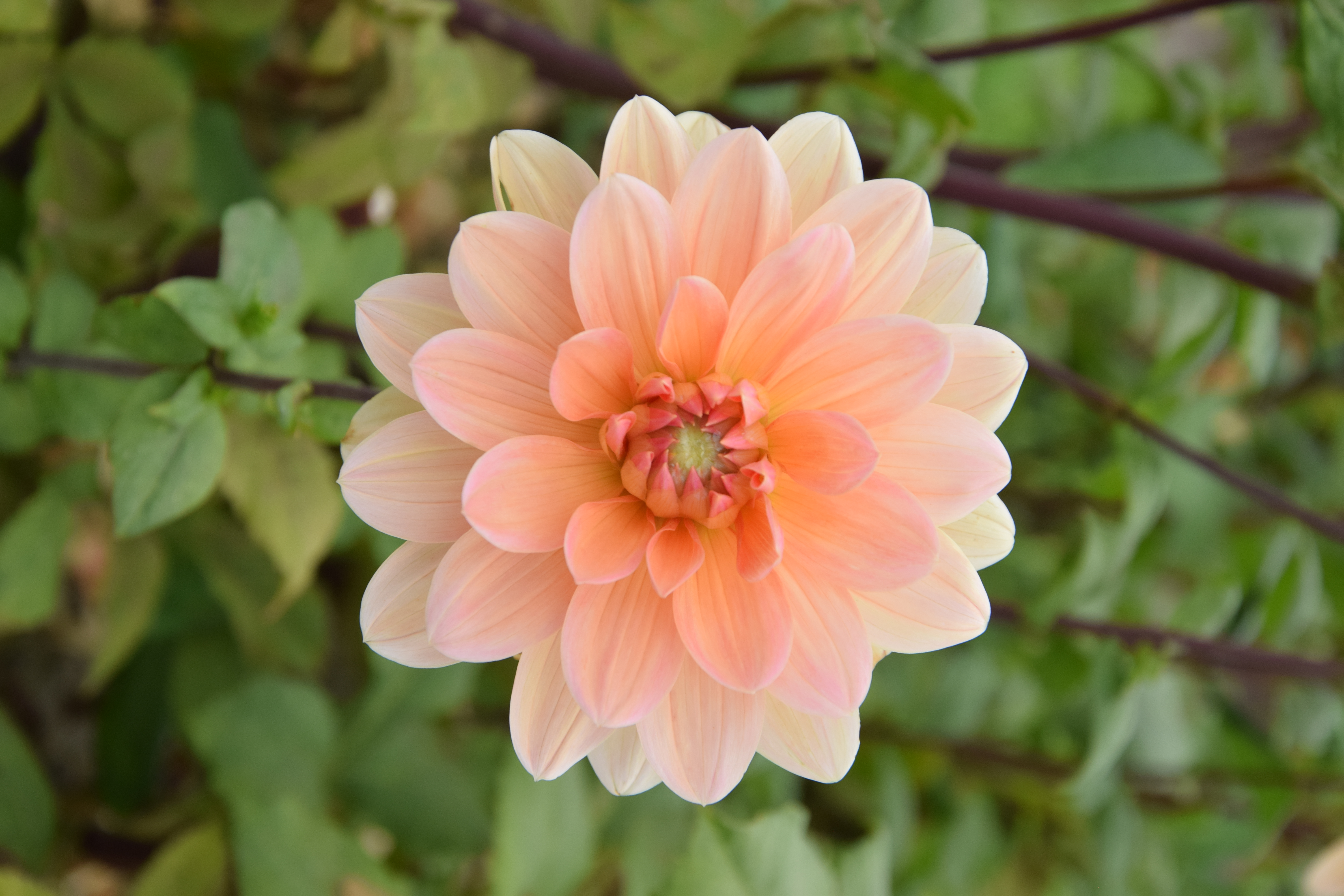 Seerosen-Dahlie "Apricot Desire"