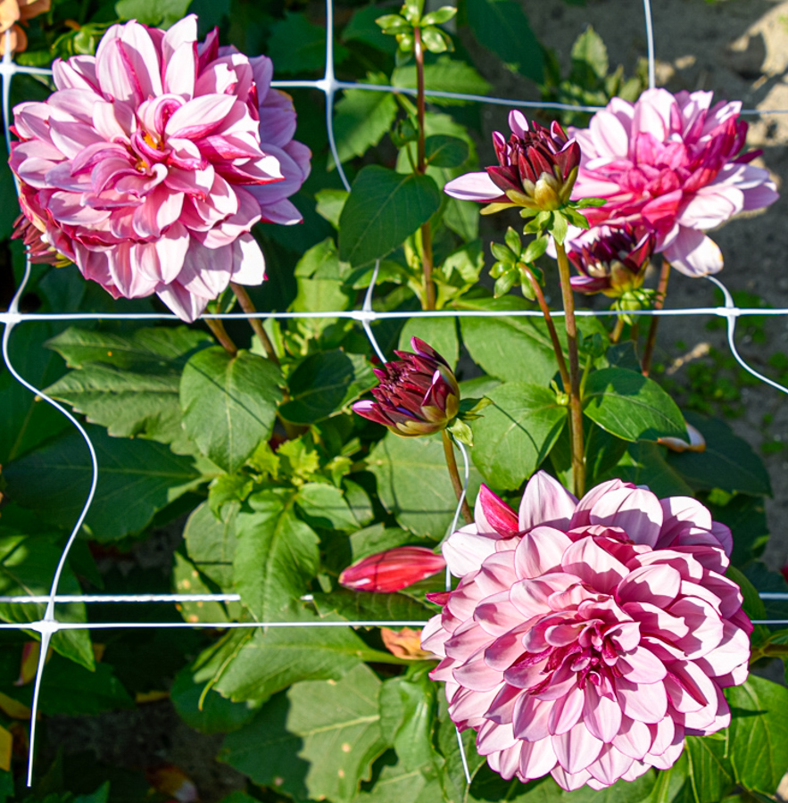 Wunderschöne Seerosen-Dahlie Crème de Cassis