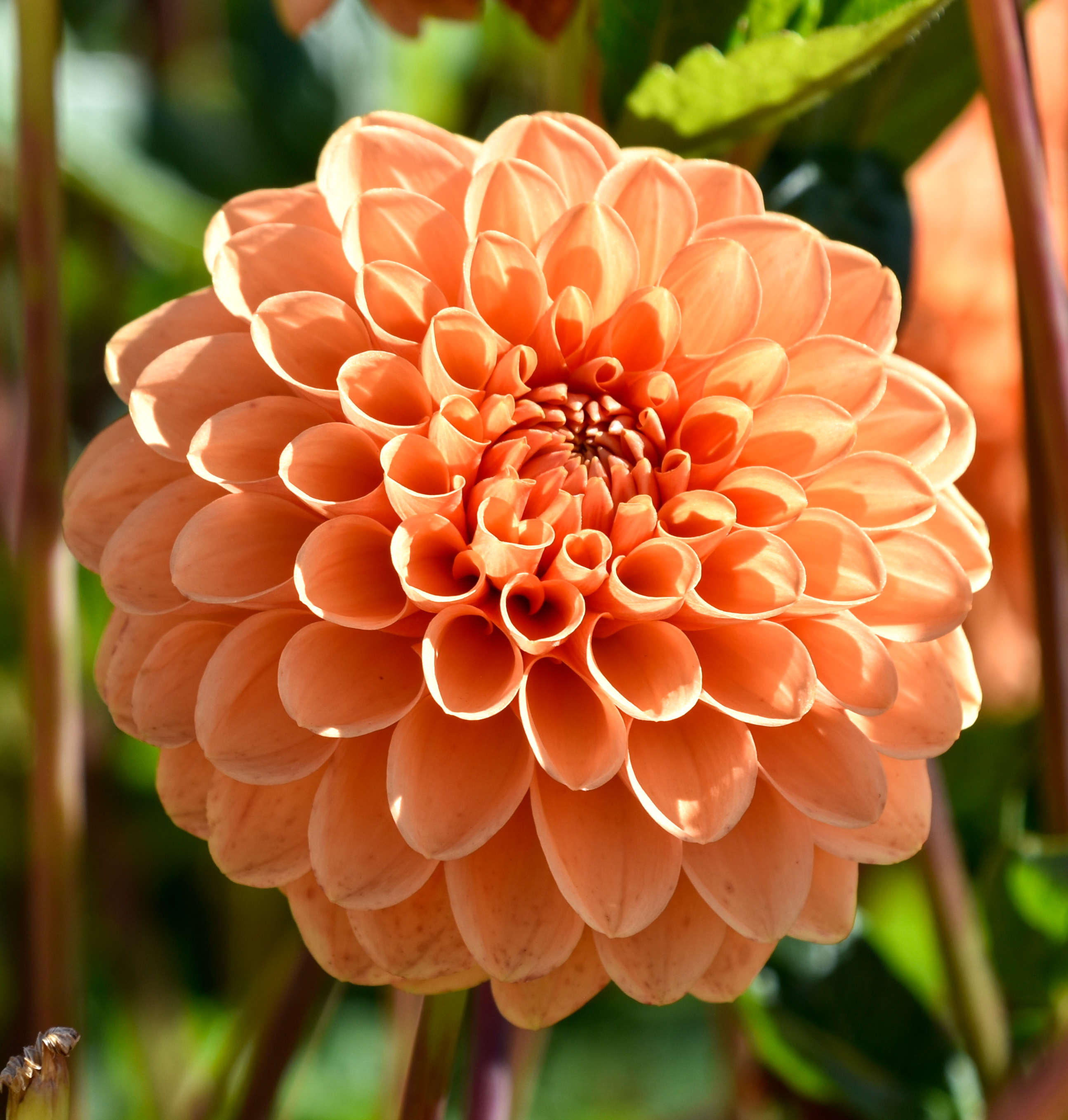 Balldahlie "Sylvia"