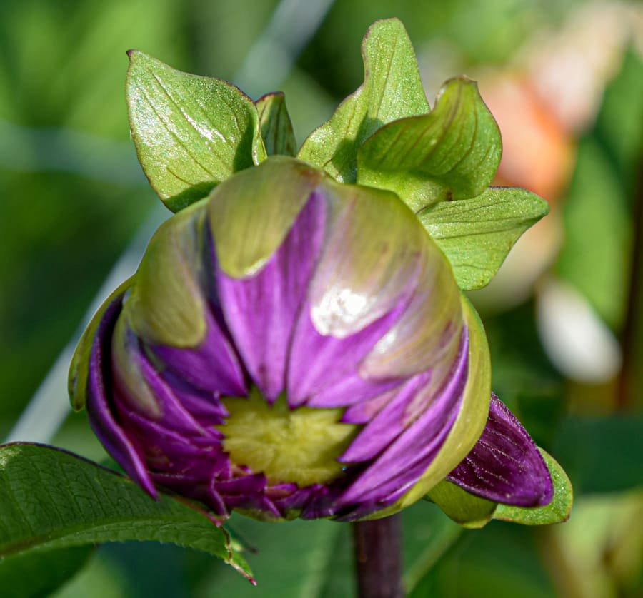 Dekorative Dahlie "Thomas A. Edison"
