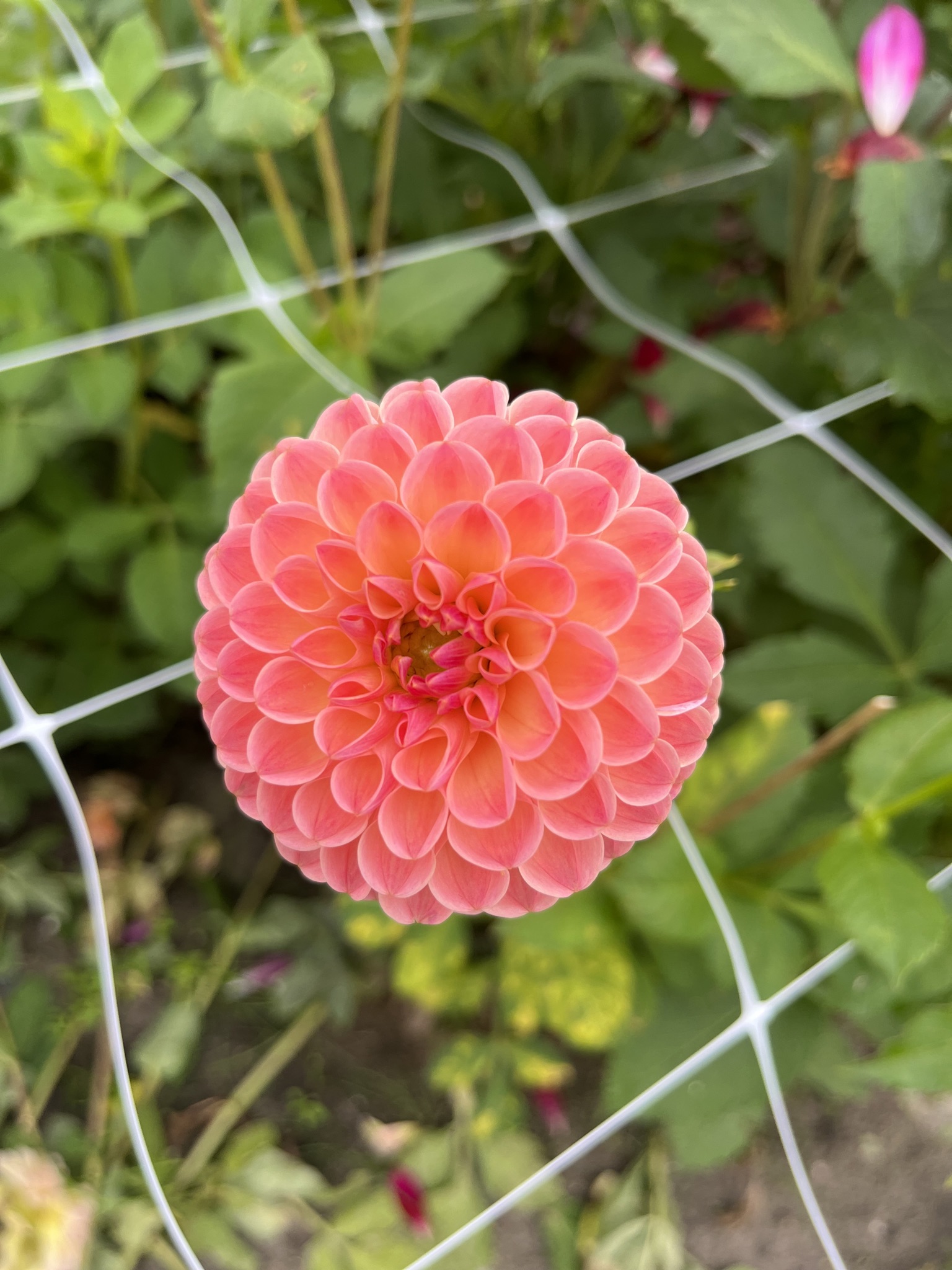 Wundervolle Balldahlie "L.A.T.E."