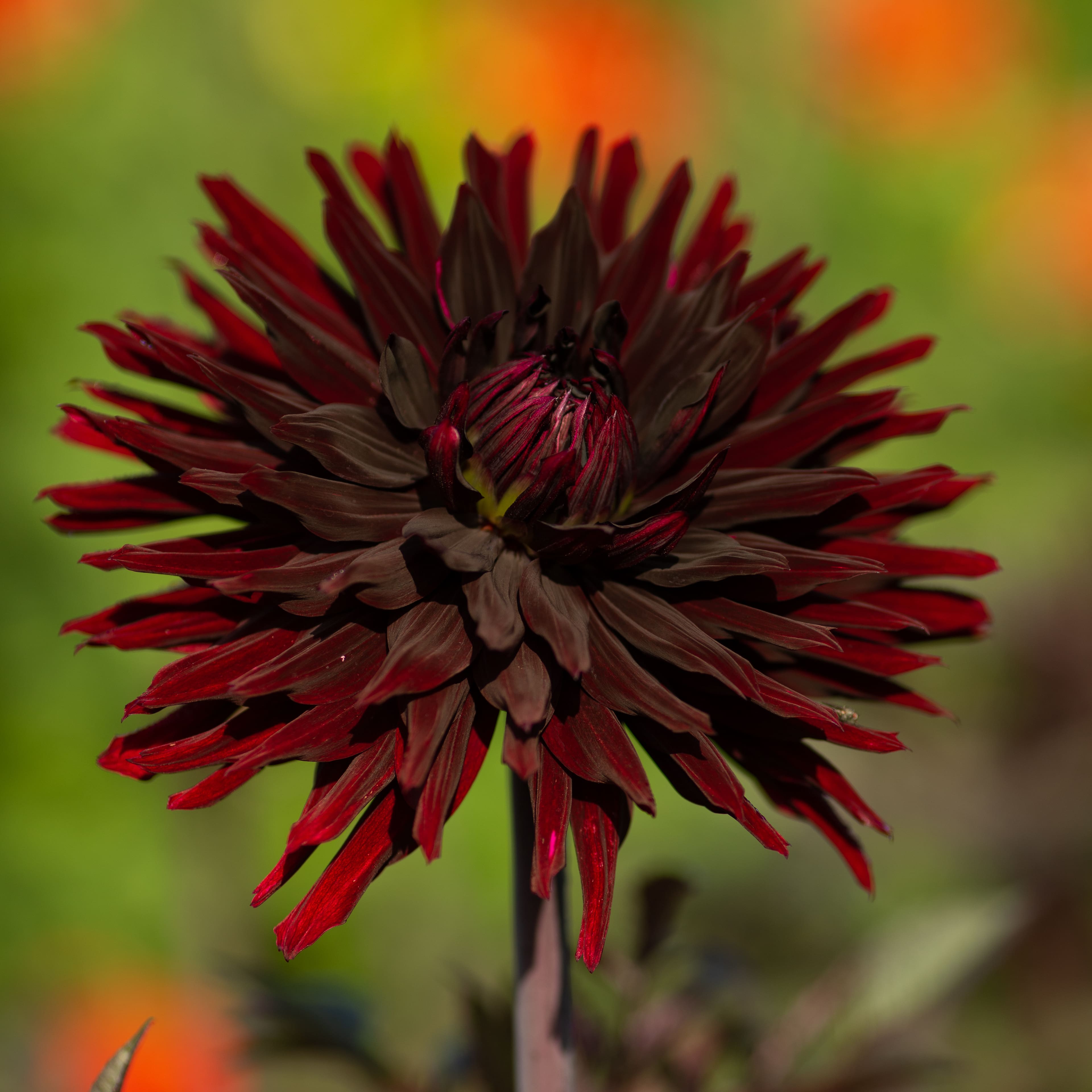 Kaktusdahlie "Black Jack"