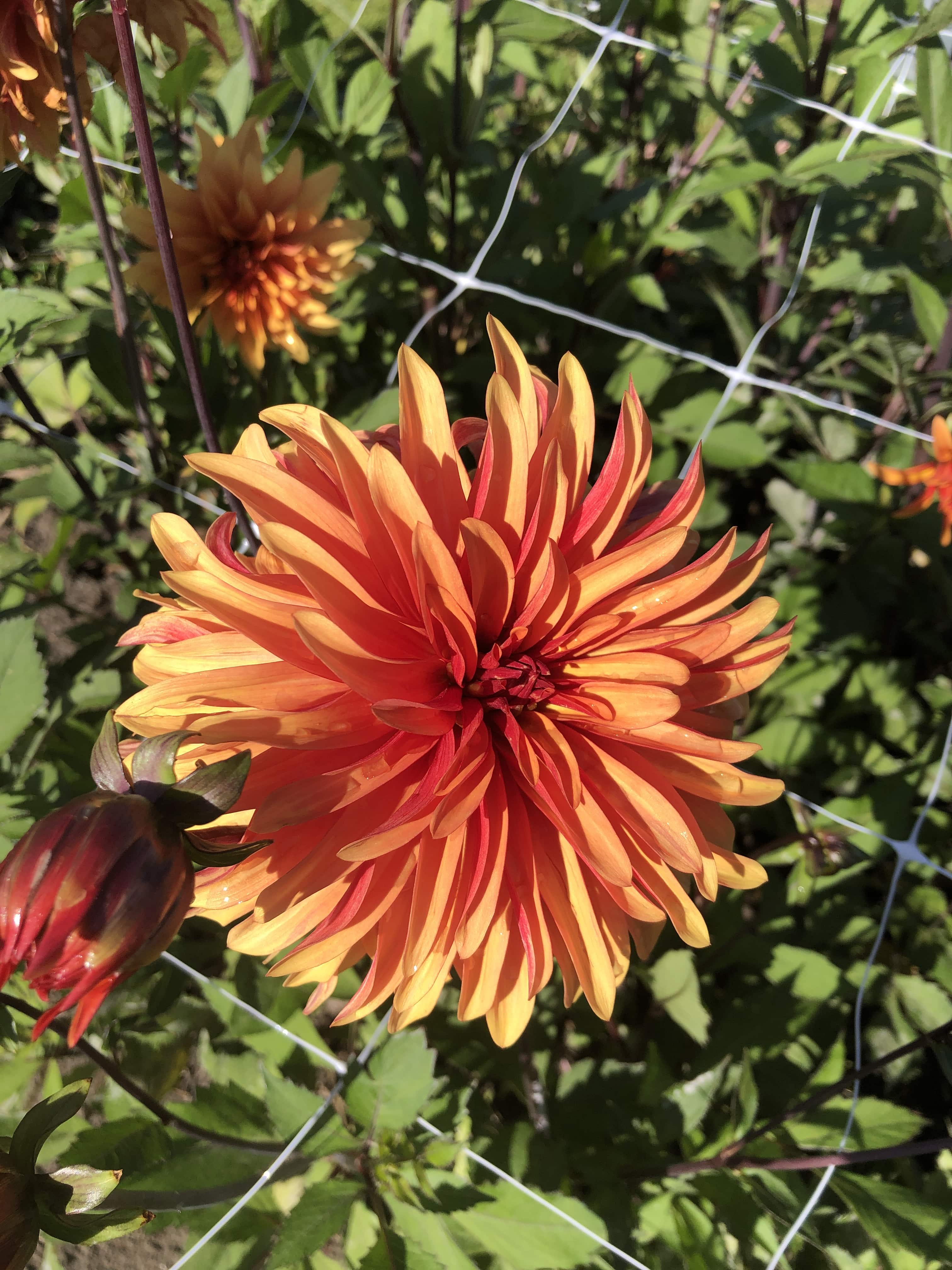 Dekorative Dahlie "Dorita"