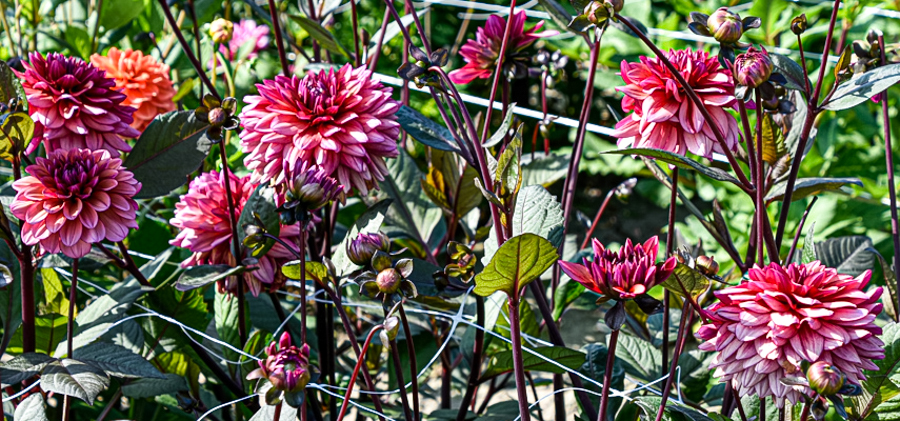 Dekorative, exklusive Dahlie "Miss Daisy"