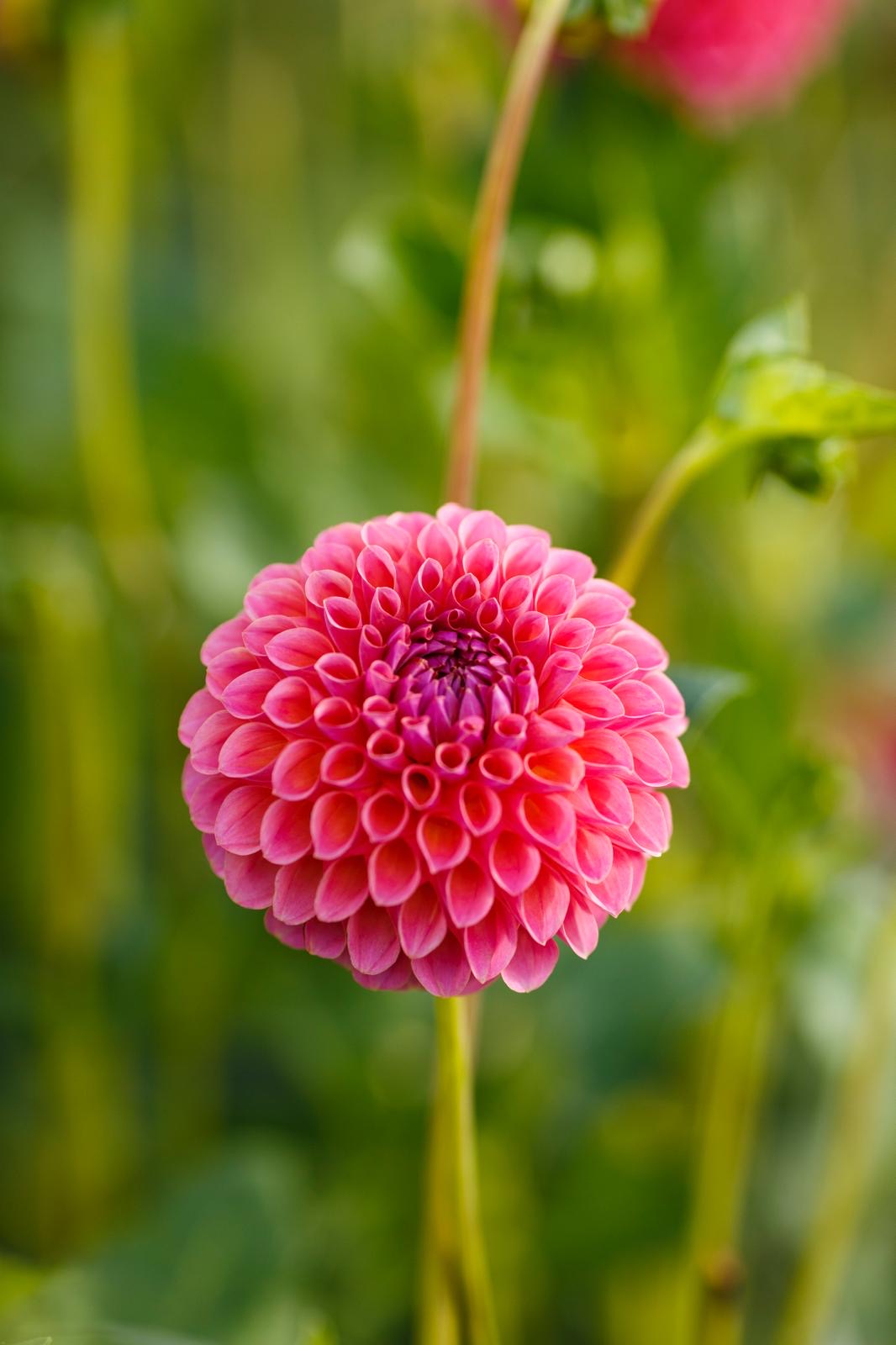 Ball-Dahlie "Hapet Coppery"