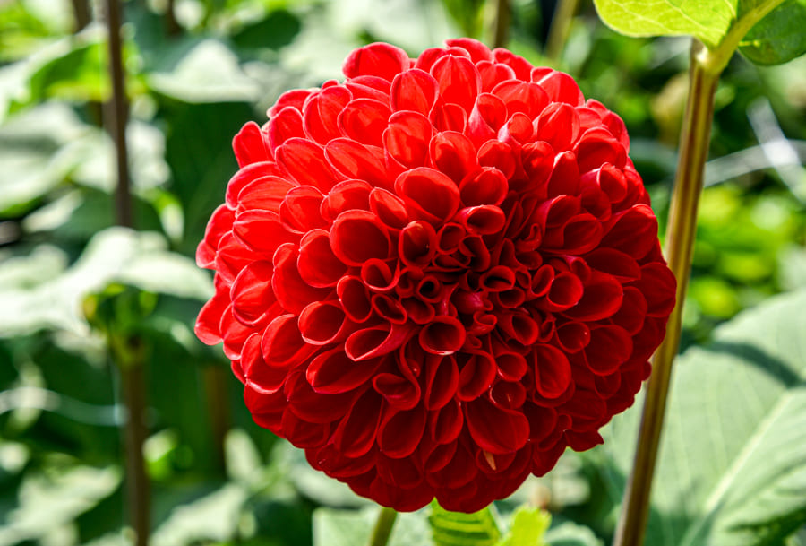 Fröhlich leuchtende Ball-Dahlie "Red Fox"