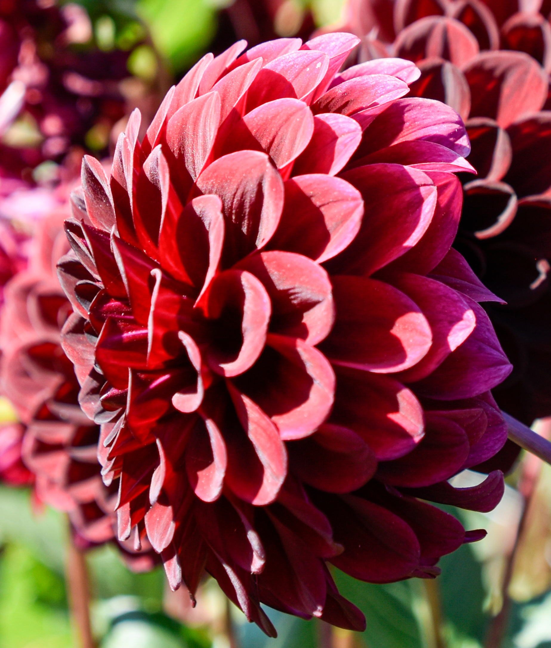 Balldahlie "Black Pierre"